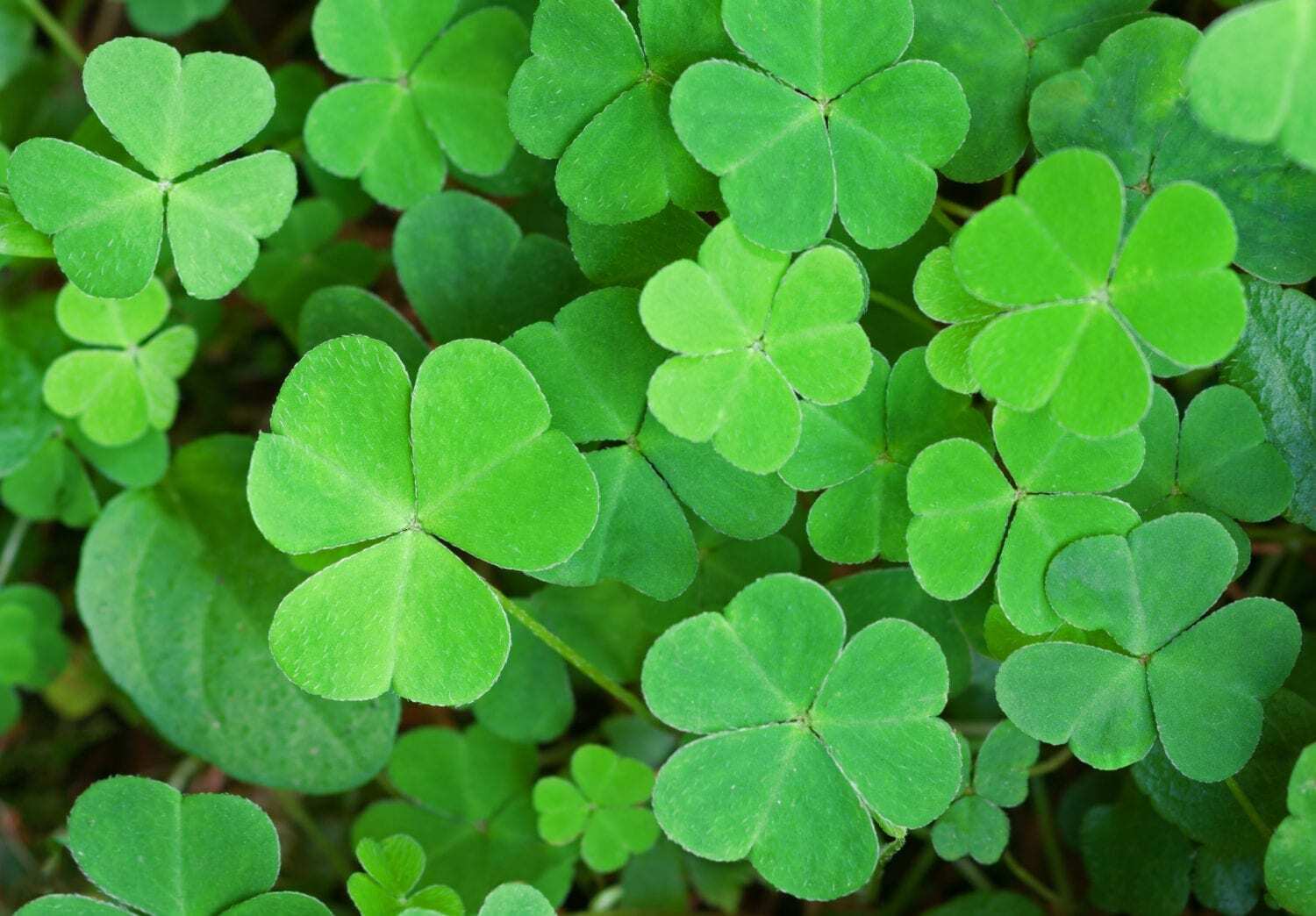 Green background with three-leaved shamrocks. St.Patrick's day holiday symbol. Shallow depth of field, focus on biggest leaf. Green background with three-leaved shamrocks. St.Patrick's day holiday symbol. Shallow depth of field, focus on biggest leaf.