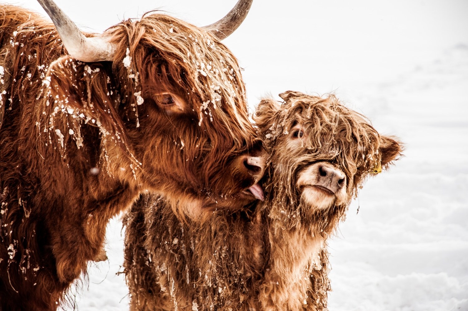 Scottish Cow Bovine and Calf