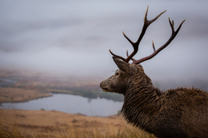 Male Stag Closeup