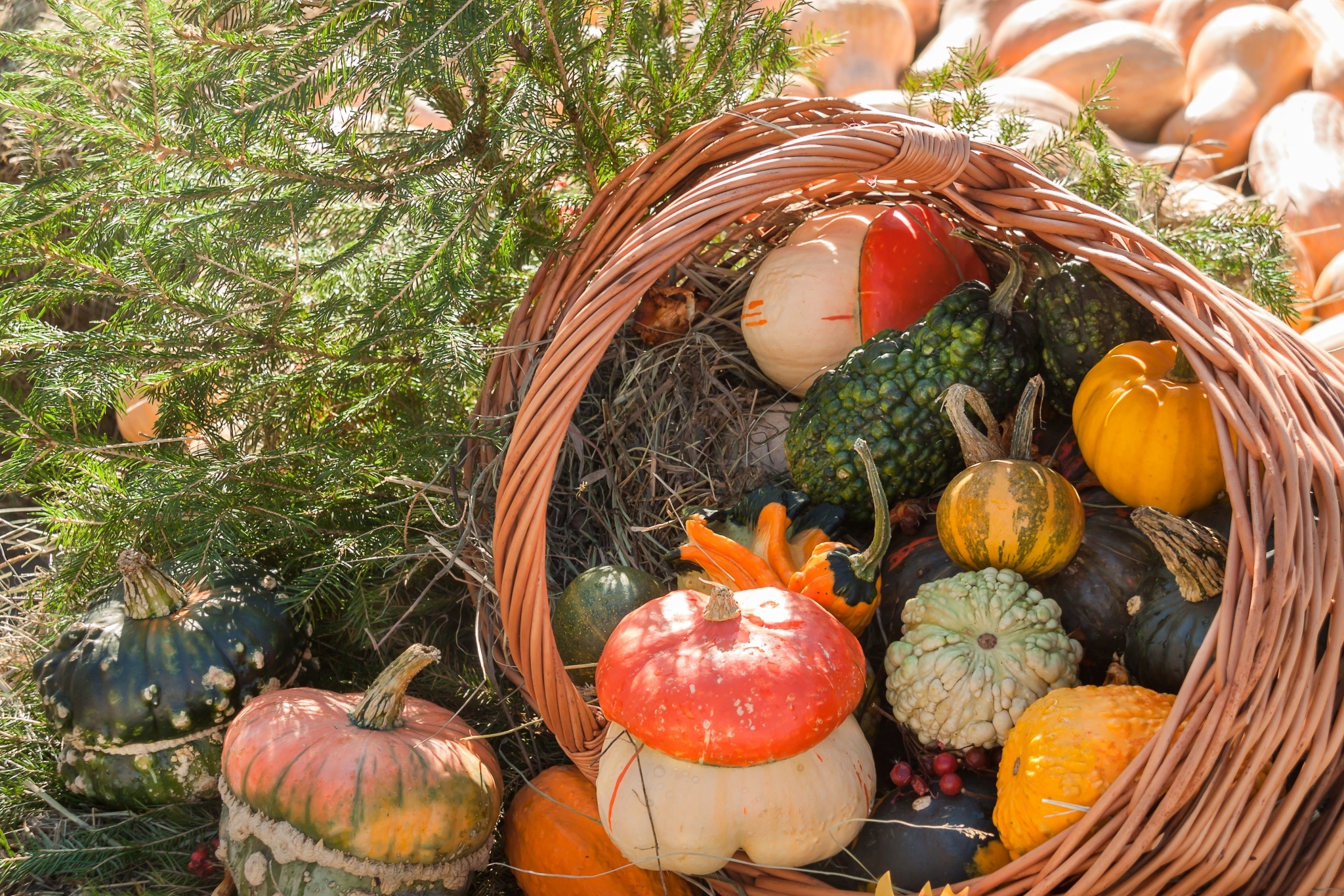 fall equinox cornucopia