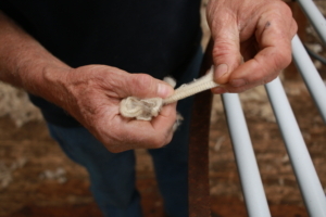 Worn Experienced hands holding shorn wool from sheep Worn Experienced hands holding shorn wool from sheep