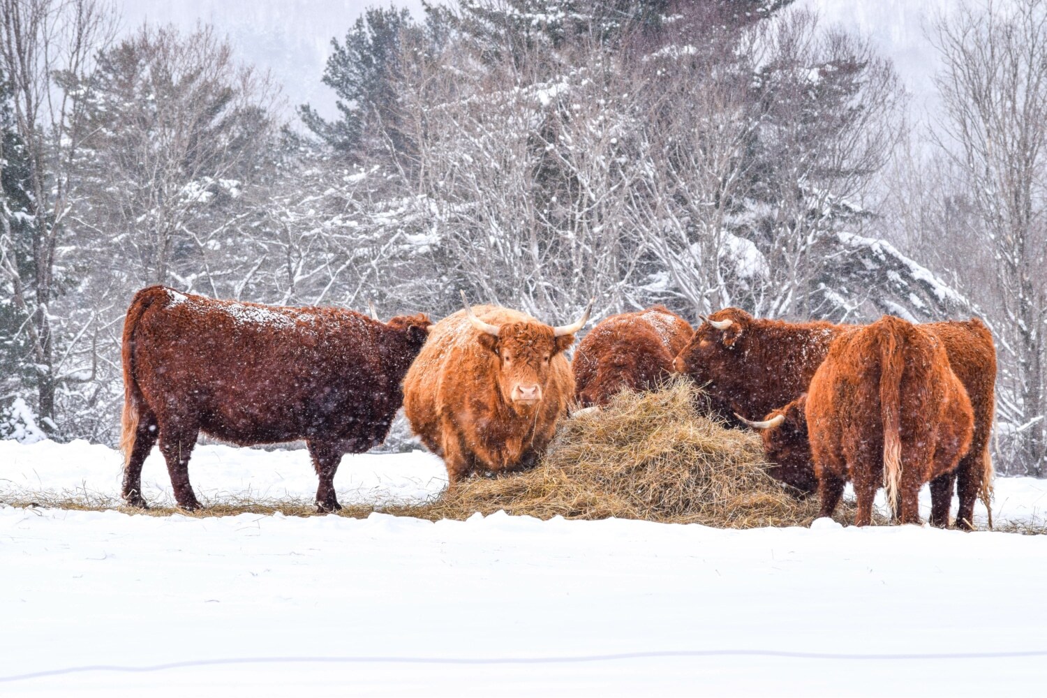 highland cows grouped together in the snow eating
