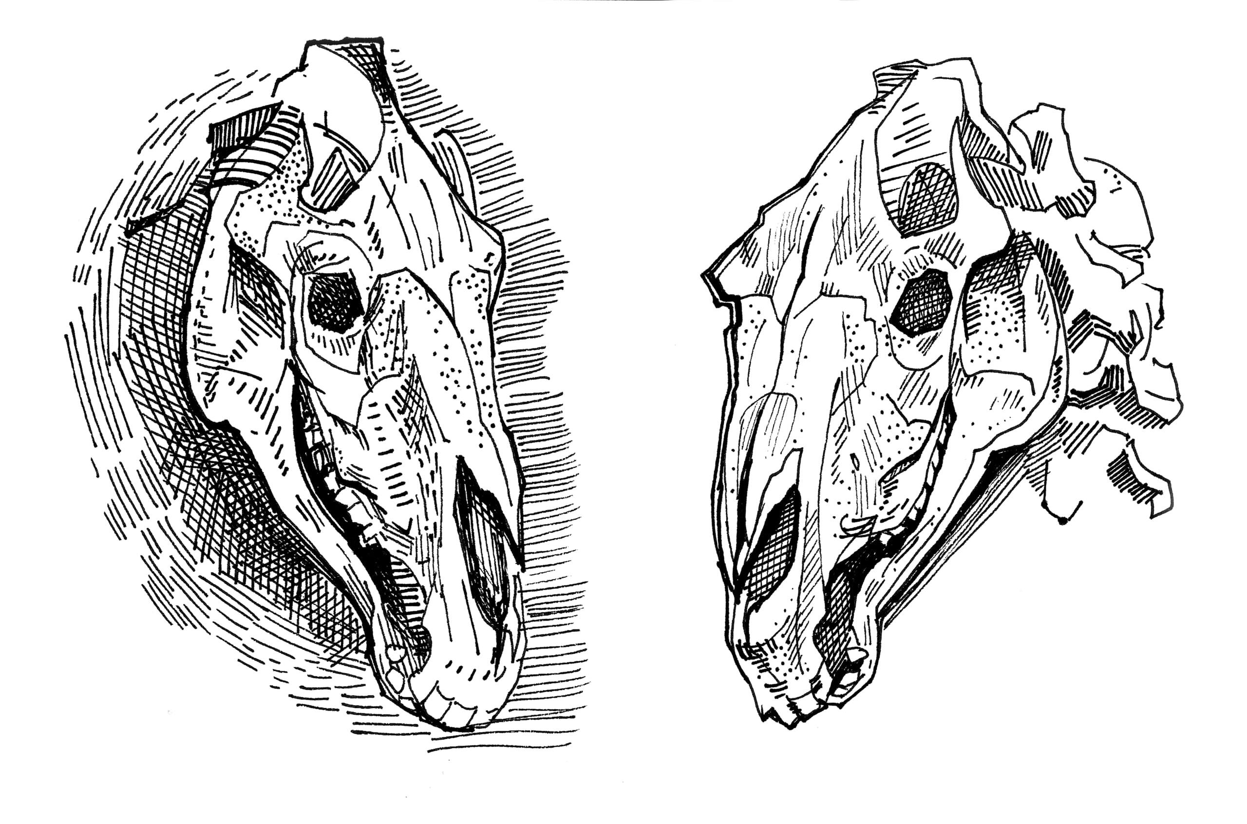 a drawing of a horse skull