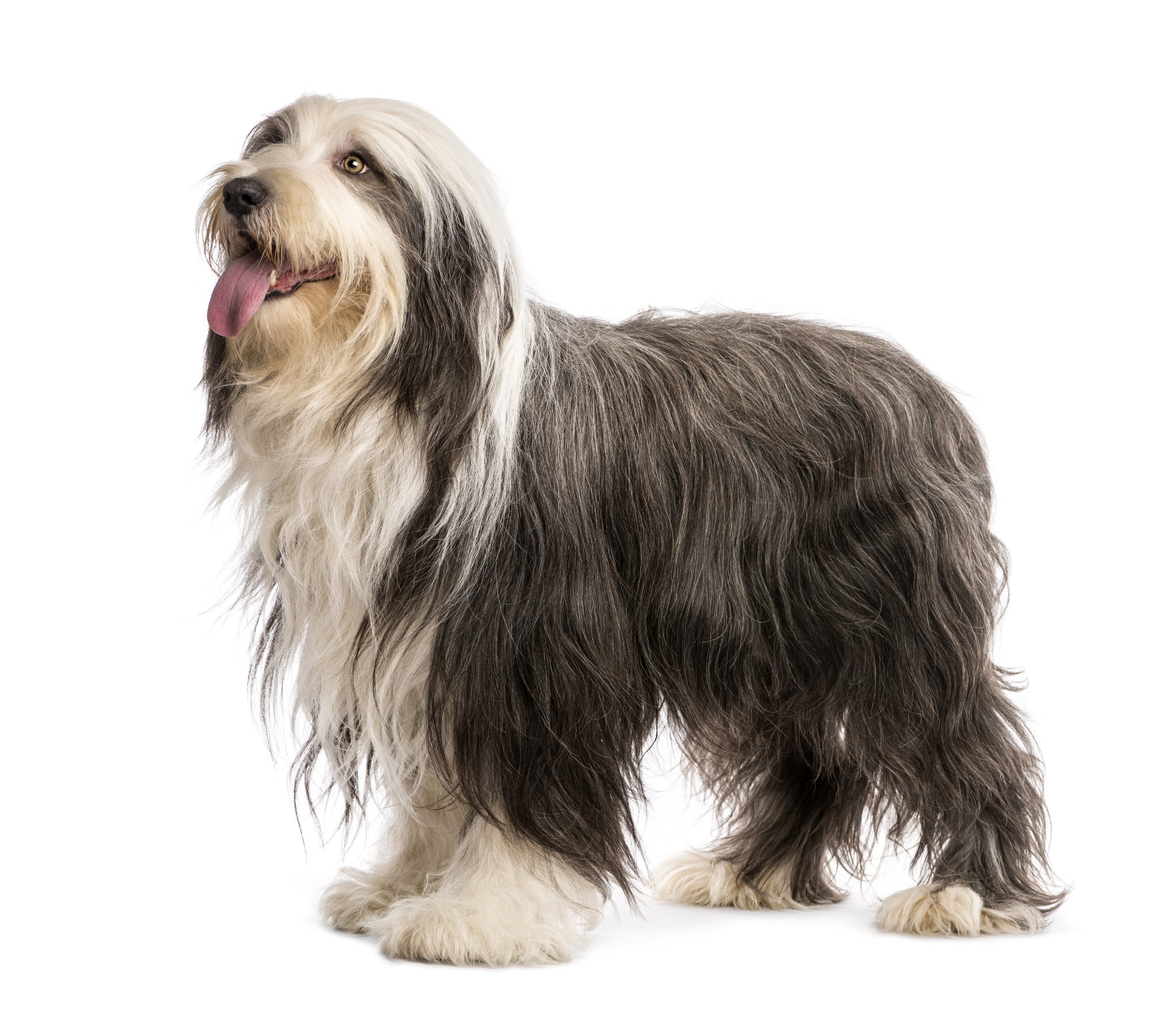 Bearded Collie A portrait of a Bearded Collie. A Bearded Collie is a Scottish Dog breed