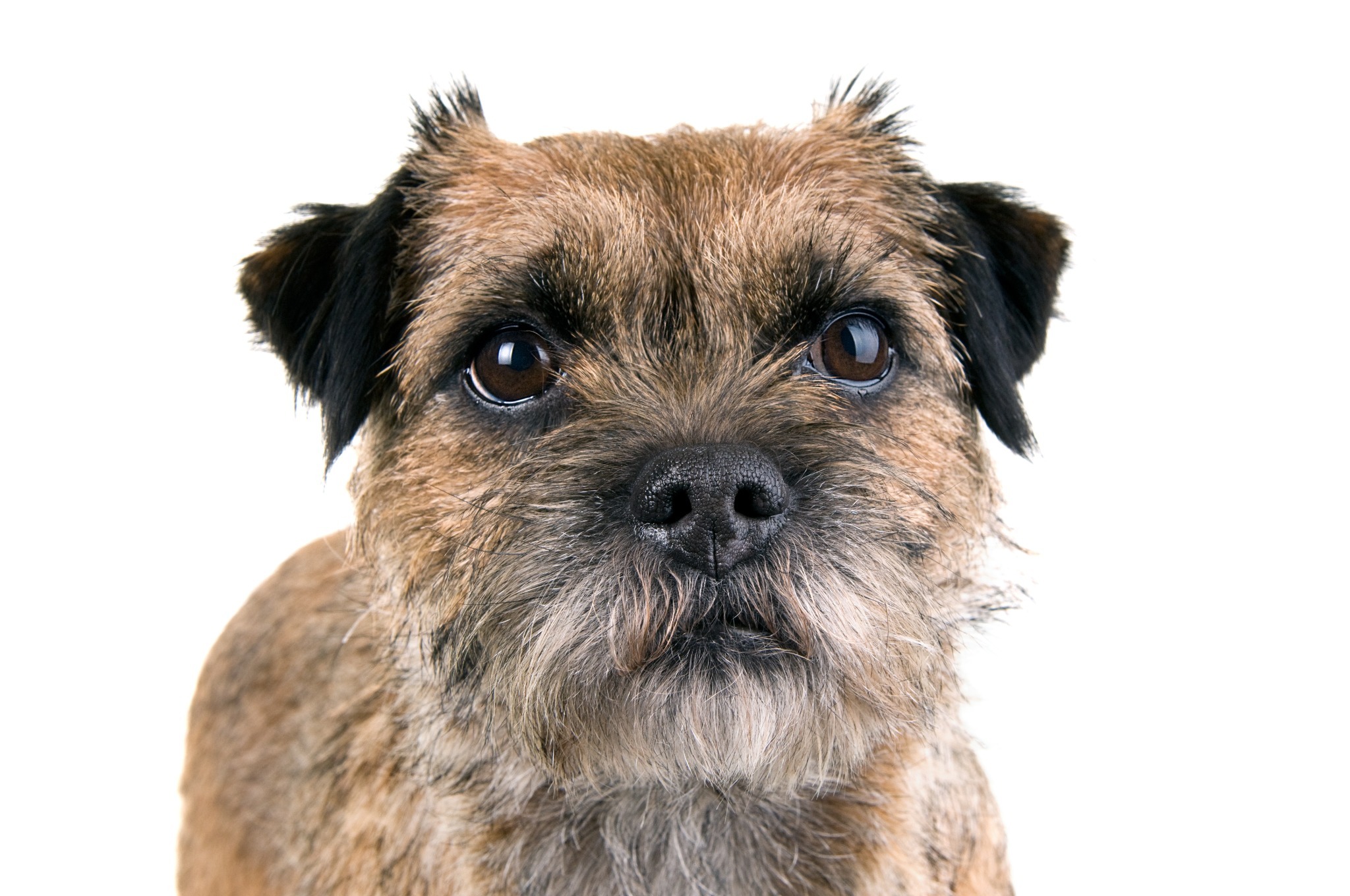 Border Terrier A portrait of a Border Terrier