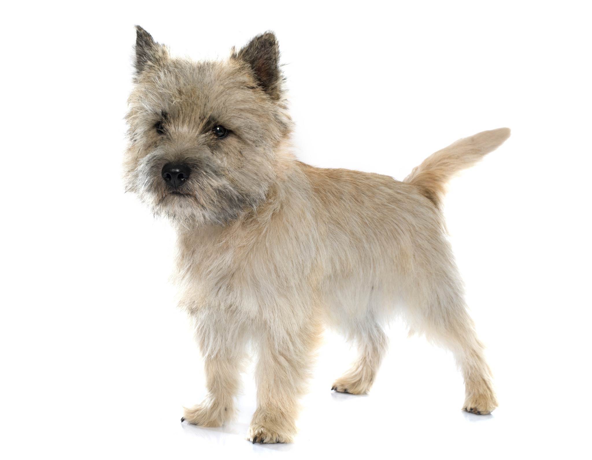 Cairn Terrier A portrait of a Cairn Terrier