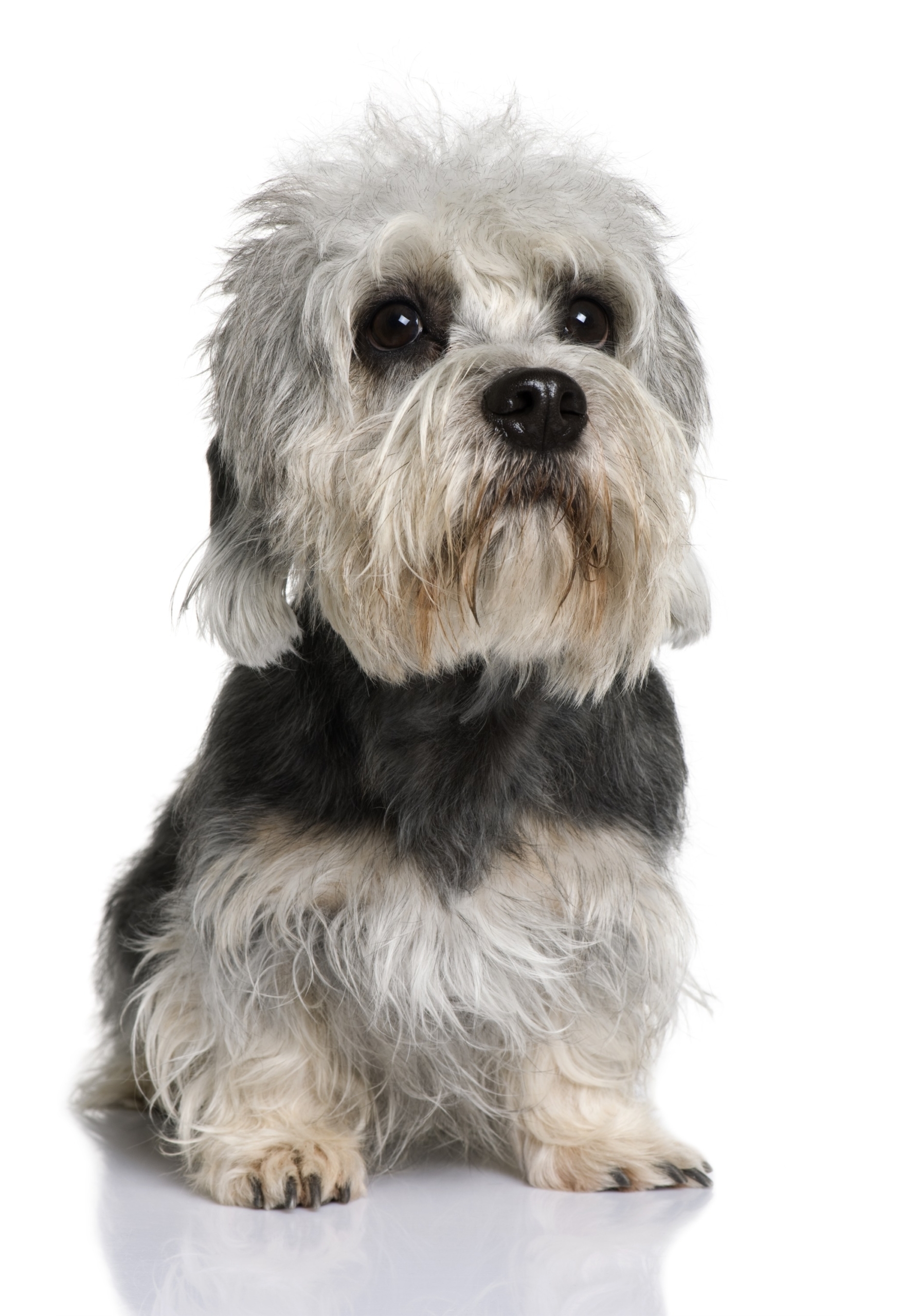 Dandie Dinmont Terrier A portrait of a Dandie Dinmont Terrier