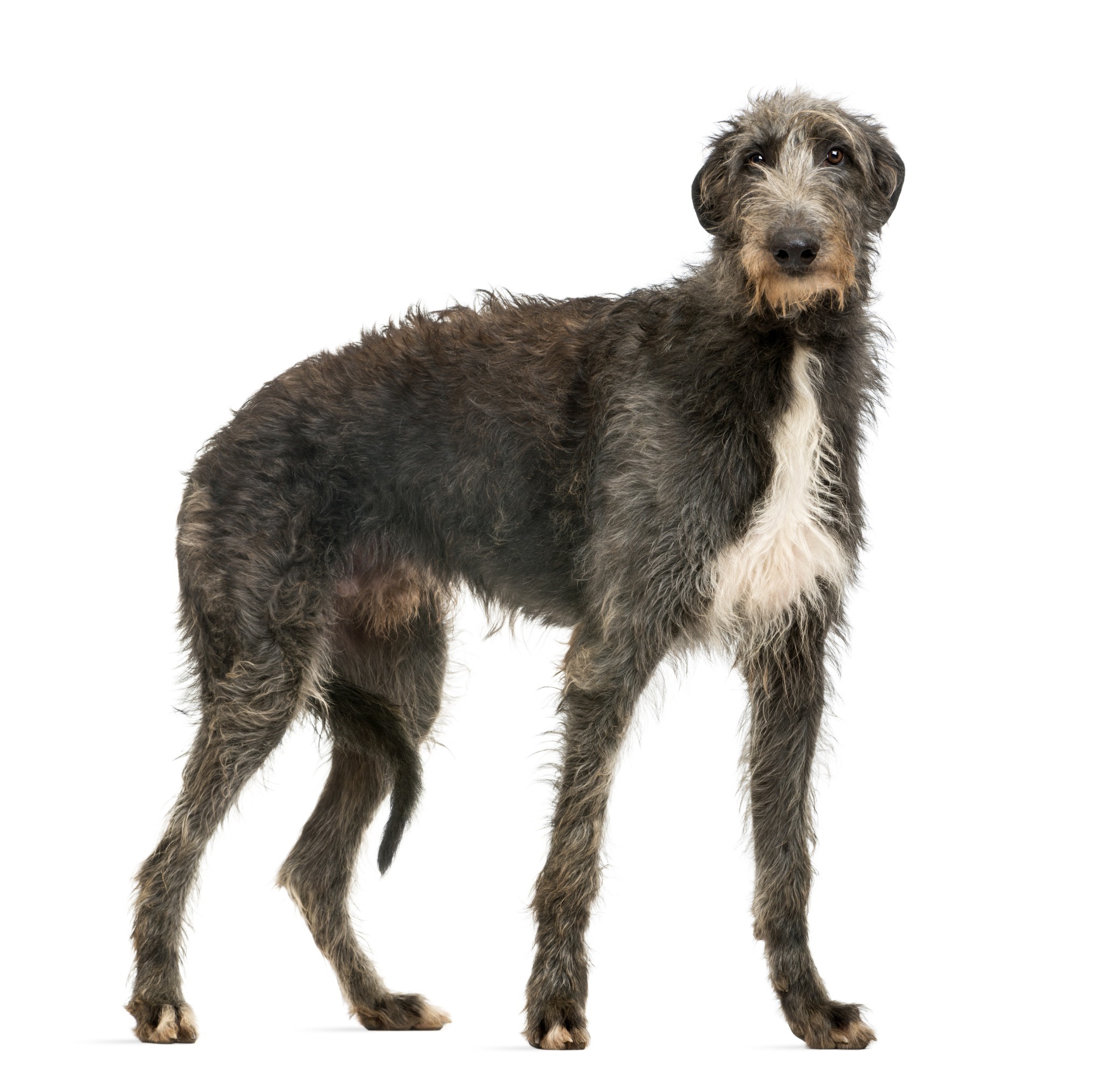 Scottish Deerhound A Scottish Deerhound