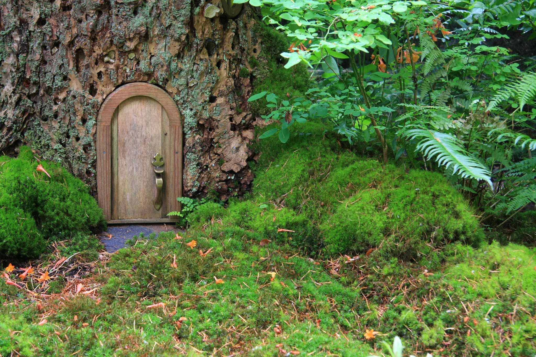 A fairy garden with a small door in a tree to celebrate Beltane.