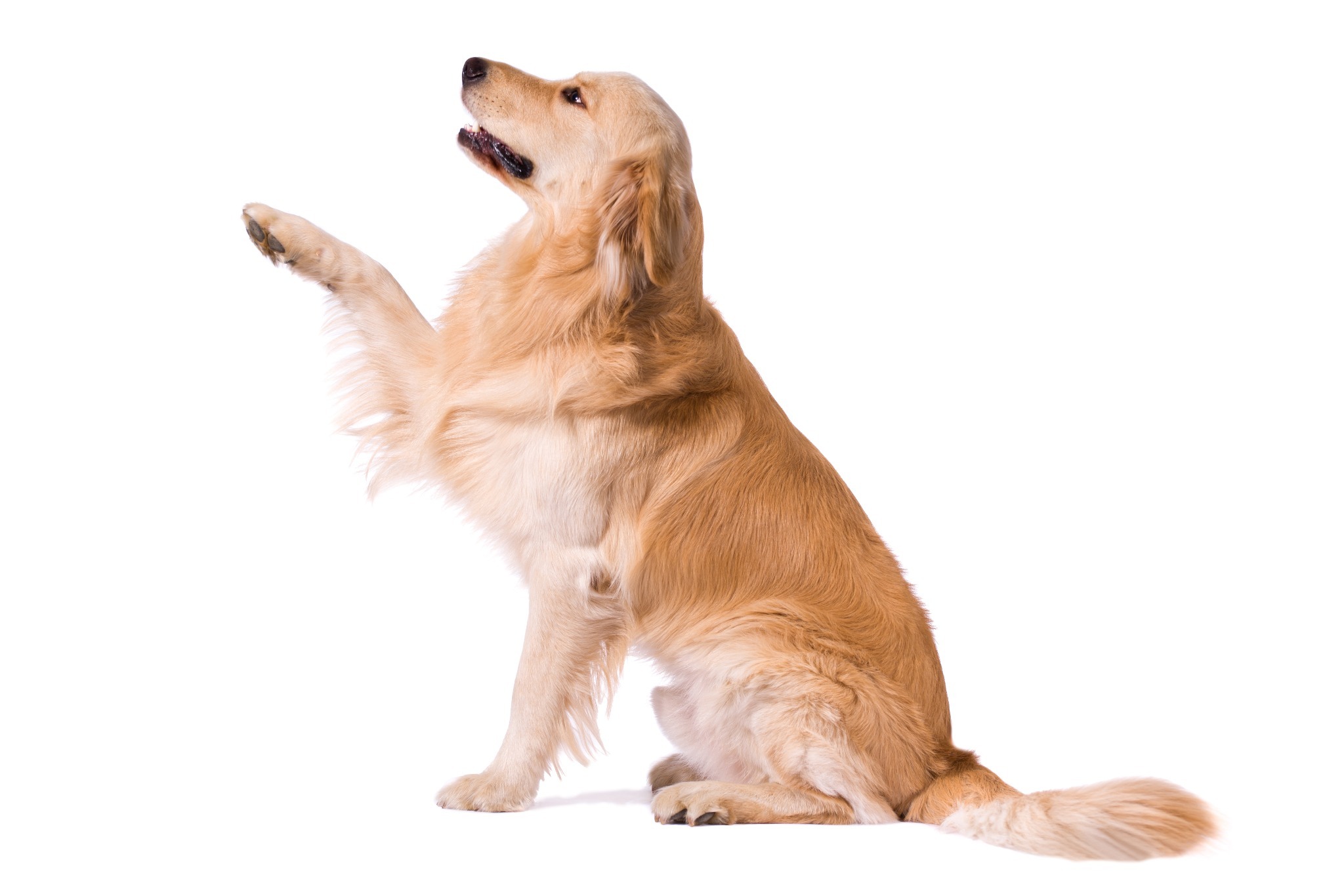 Golden Retriever A portrait of a Golden Retriever doing the trick for