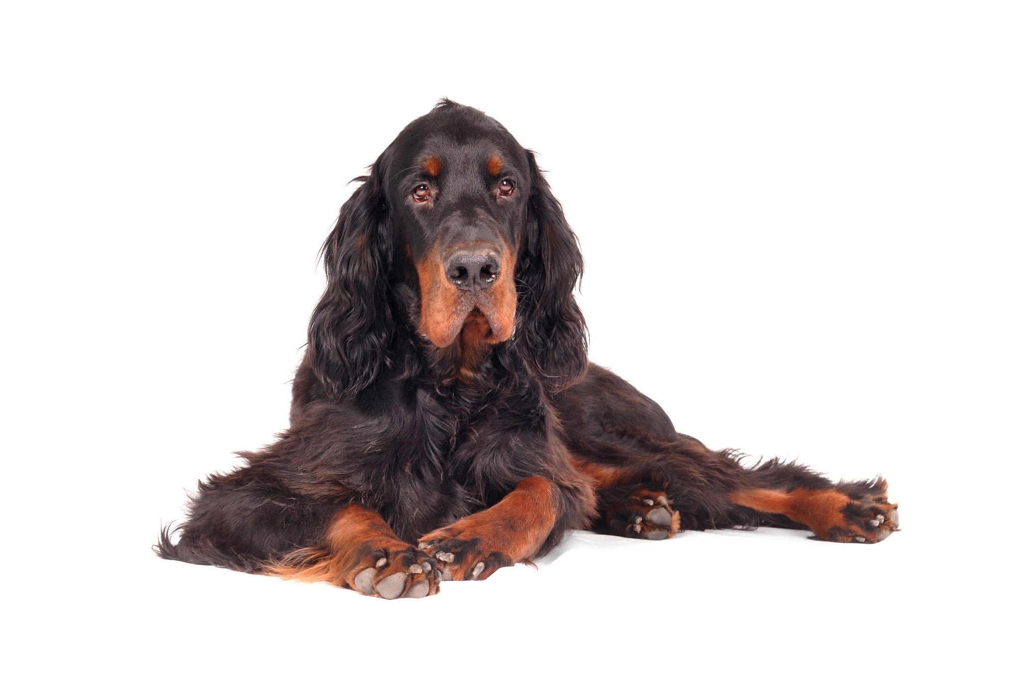 Gordon Setter A portrait of a Gordon Setter, a Scottish dog breed.