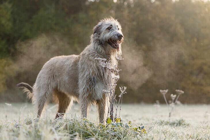Irish Wolfhound dog Irish Wolfhound dog