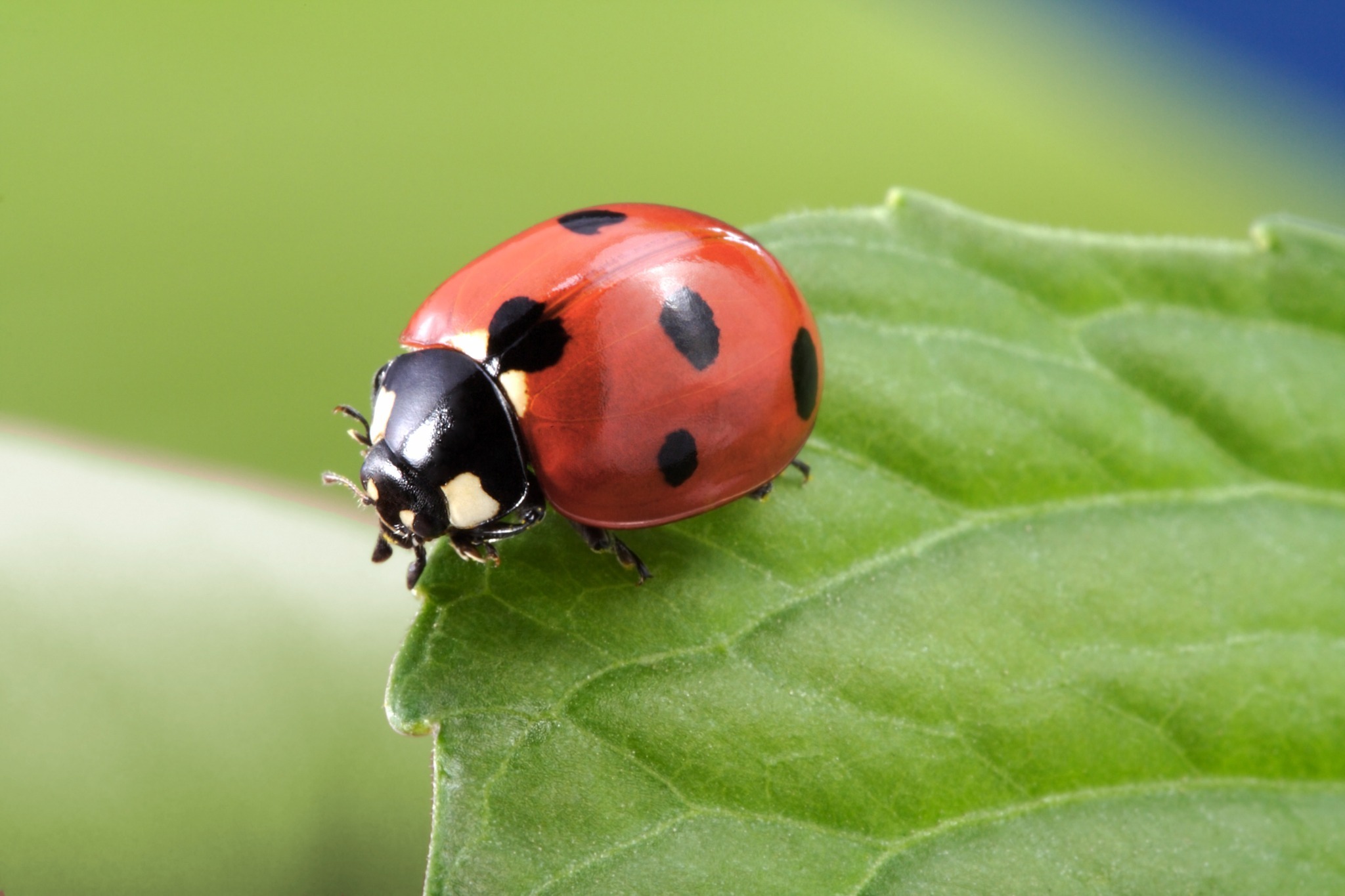 A lady bug on a leaf. Buwch goch gota is a Welsh word that is a term of endearment, and means ladybug.