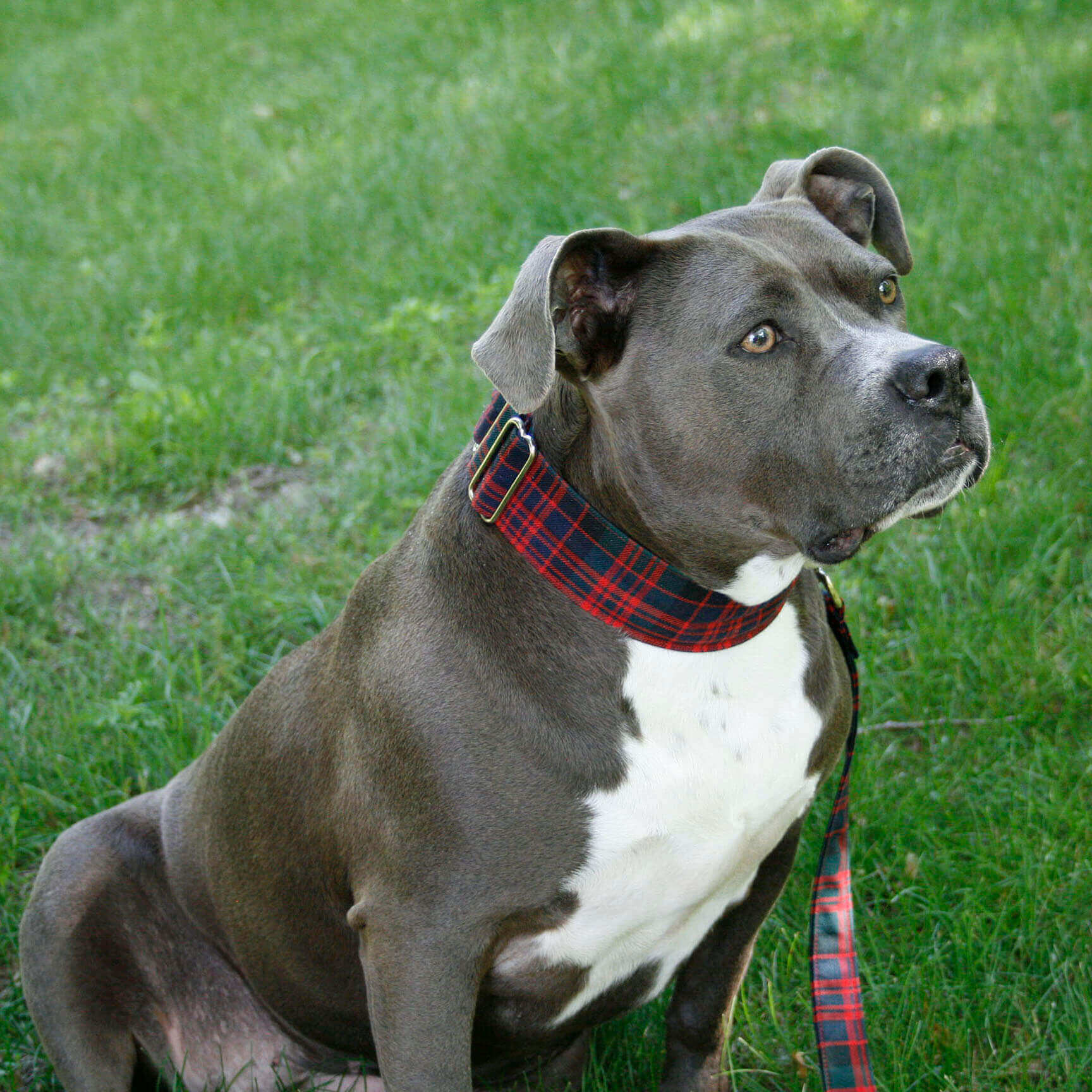 Tartan Dog Collar and Leash Set Homespun 2-Inch Tartan Dog Collar and Leash Set from The Celtic Croft