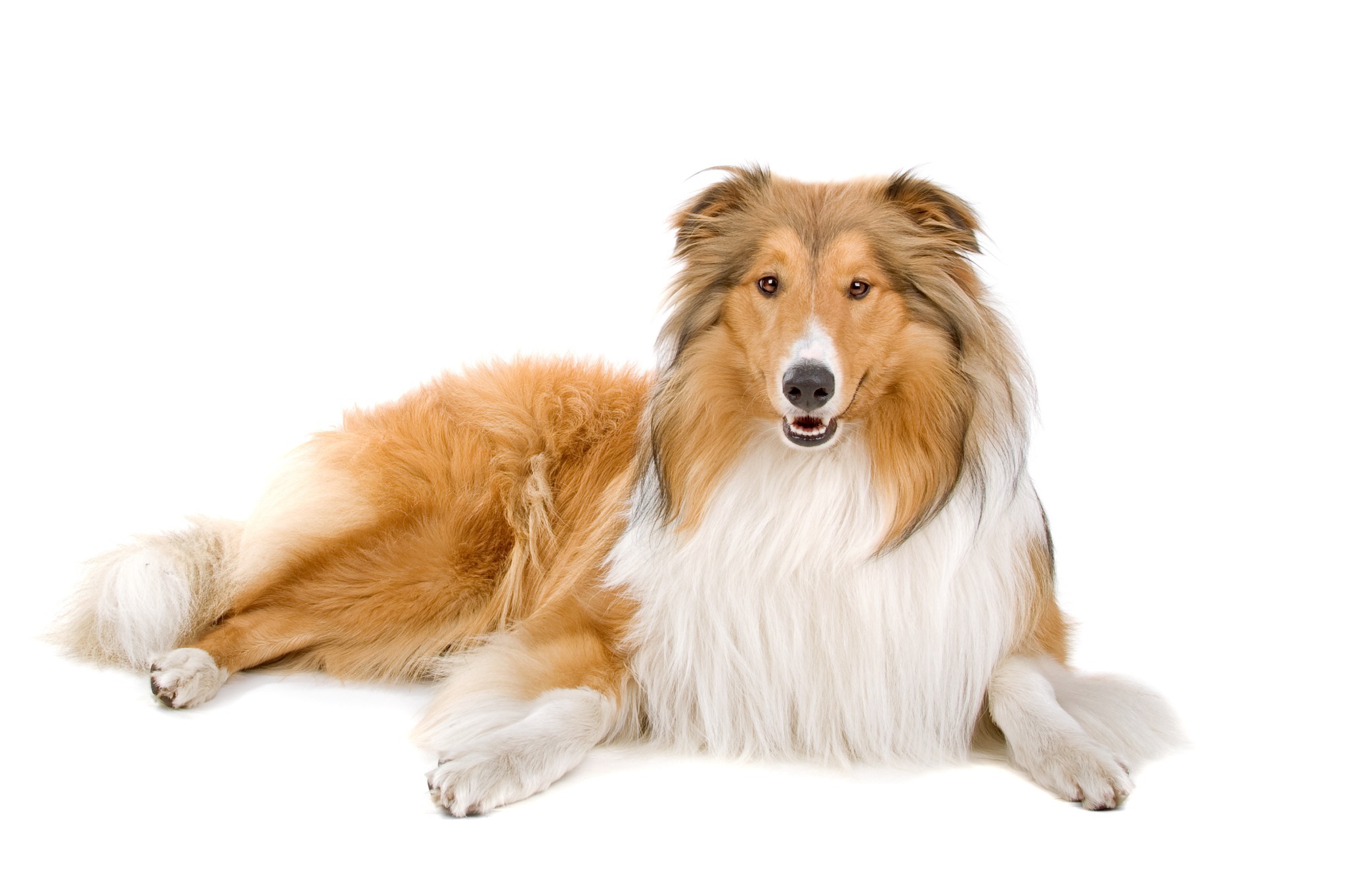 Rough Collie dog A portrait of a Rough Collie dog