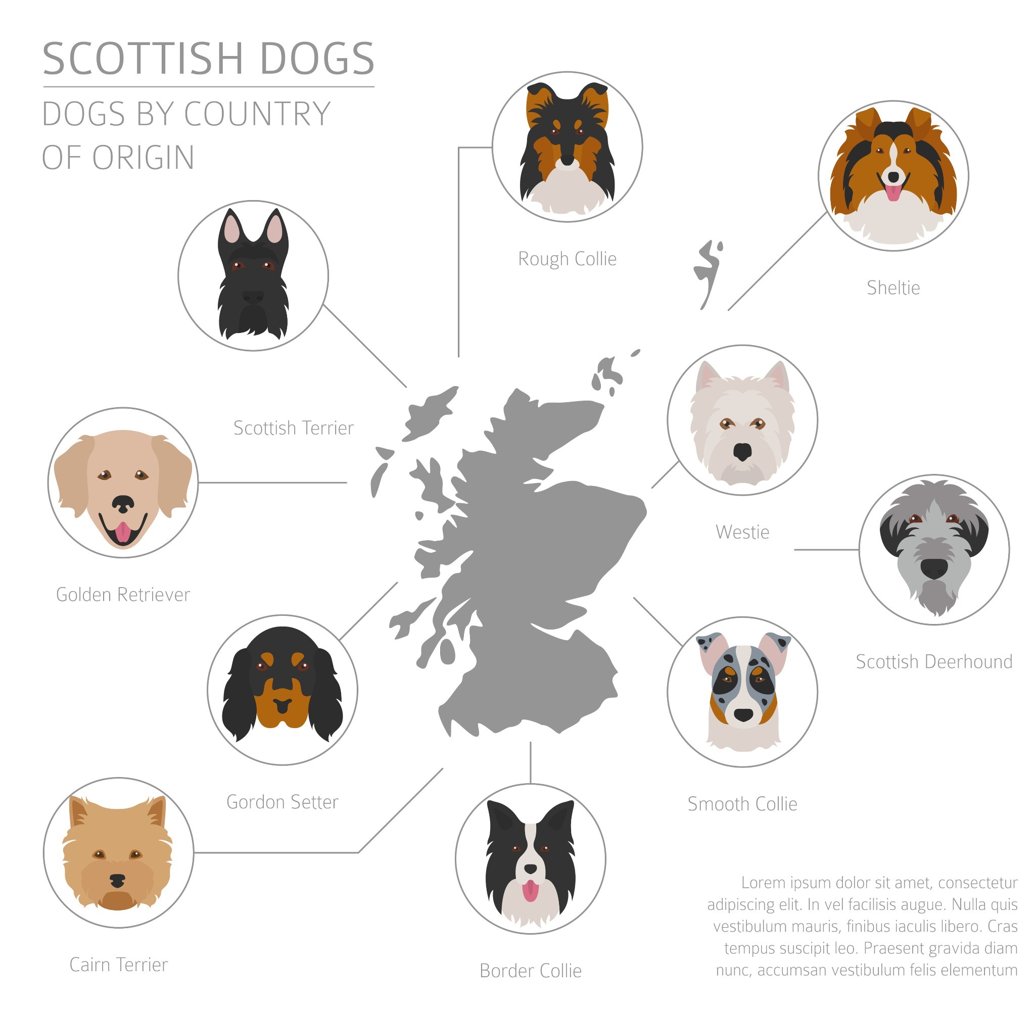 A diagram of the many dog breeds that originated in Scotland. A diagram of the many dog breeds that originated in Scotland.