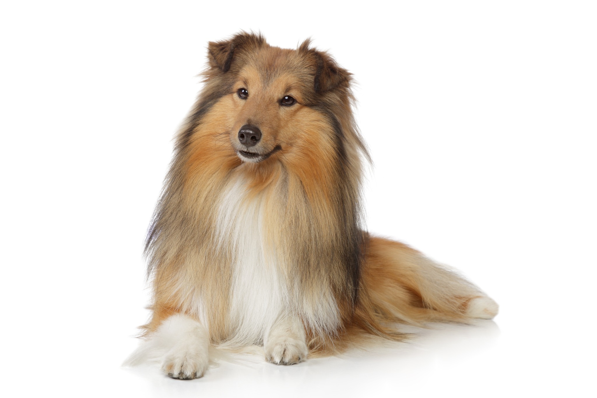 A Shetland Sheep Dog A Shetland Sheep Dog