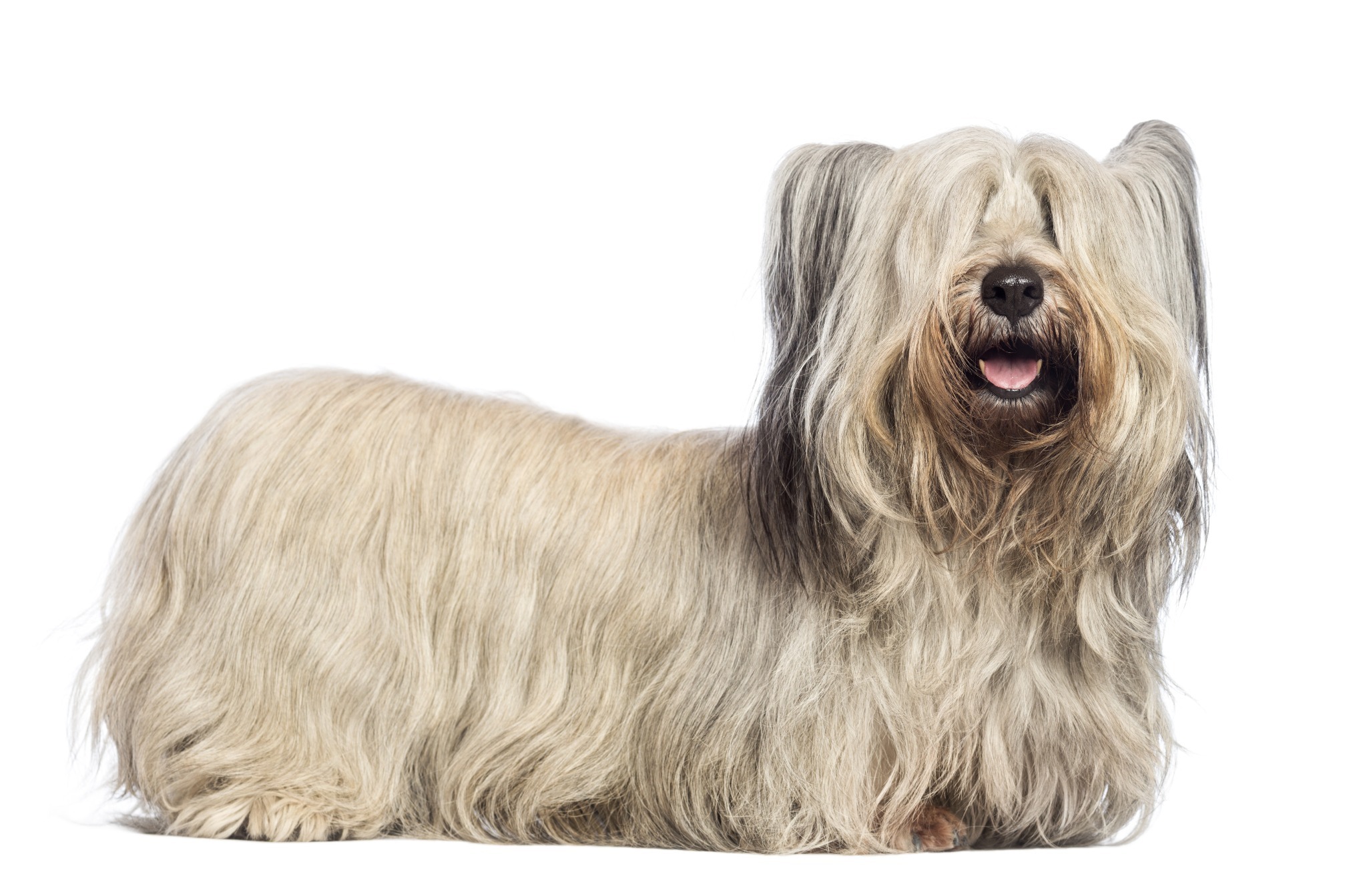 A portrait of a Skye Terrier. A portrait of a Skye Terrier. They are a Scottish dog breed.