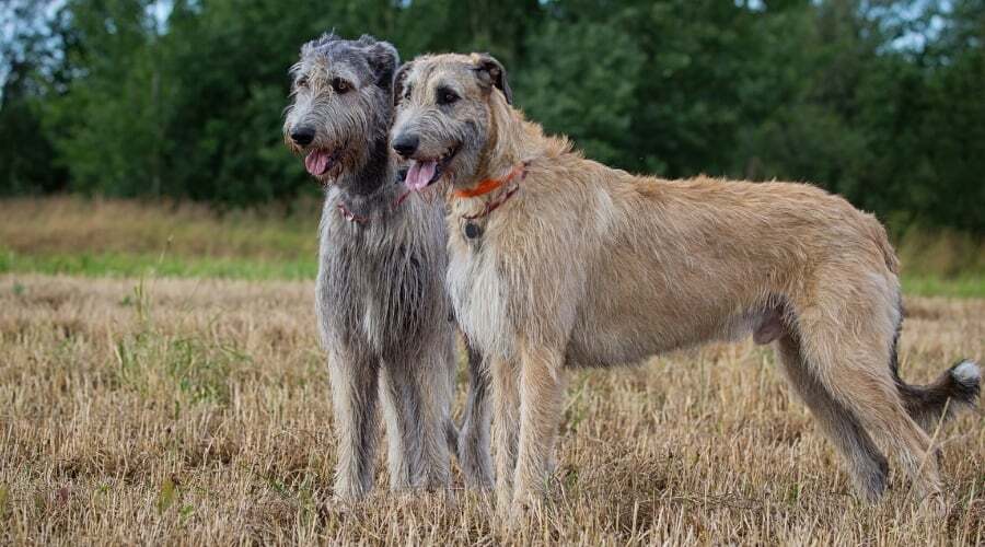 Irish Wolfhound dog Irish Wolfhound dog