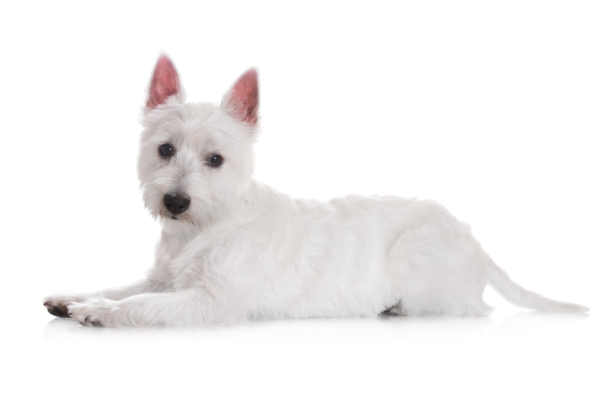 West Highland Terrier. A portrait of a West Highland Terrier.
