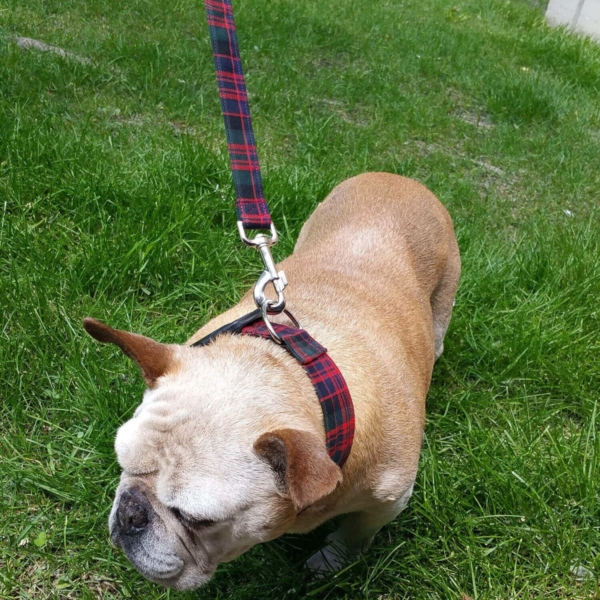 Homespun 2-Inch Tartan Dog Collar and Leash Set