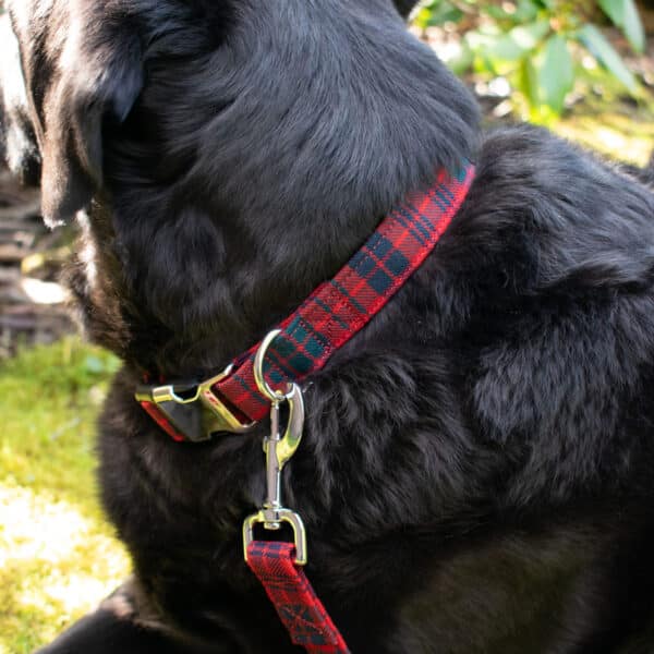 A side-view of a black dog sitting on grass outdoors shows it proudly wearing the Tartan Dog Collar, made from 11oz lightweight premium wool in a striking red tartan design, featuring a silver clip and leash.