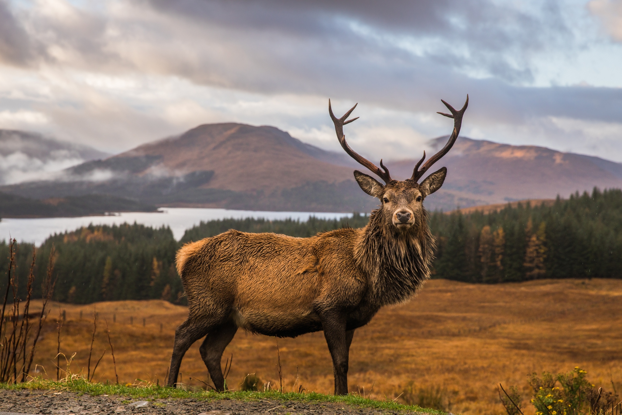 History of the Legendary Scottish Stag