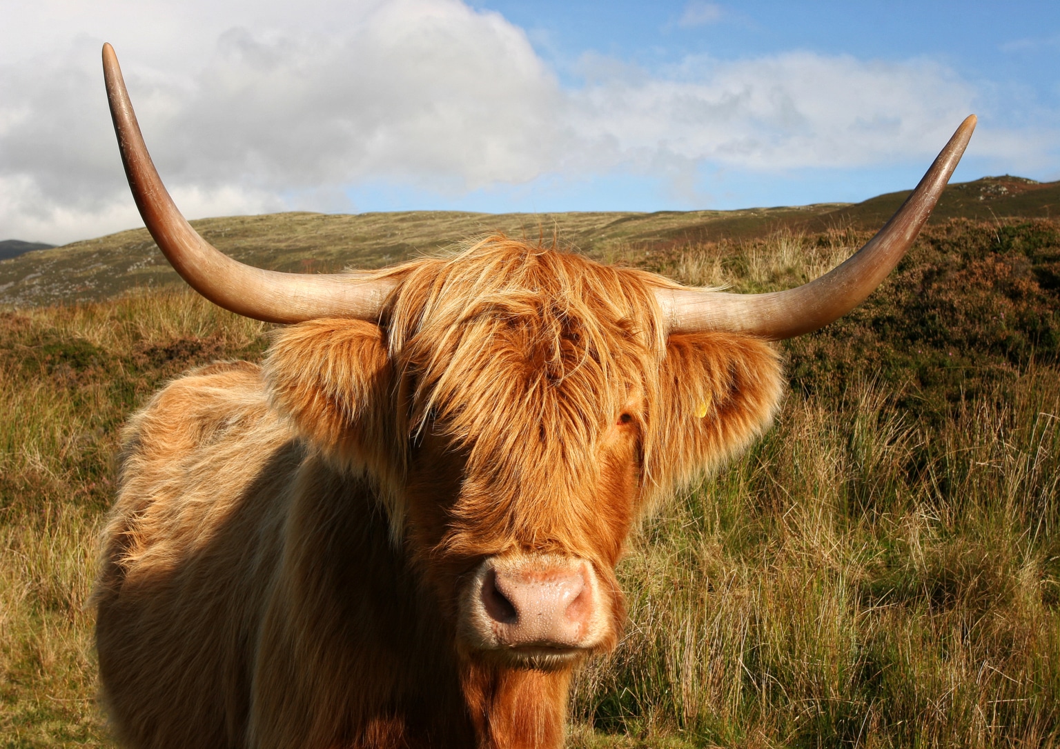 More Than Just Cute: All About the Highland Coo Kilts-n-Stuff.com