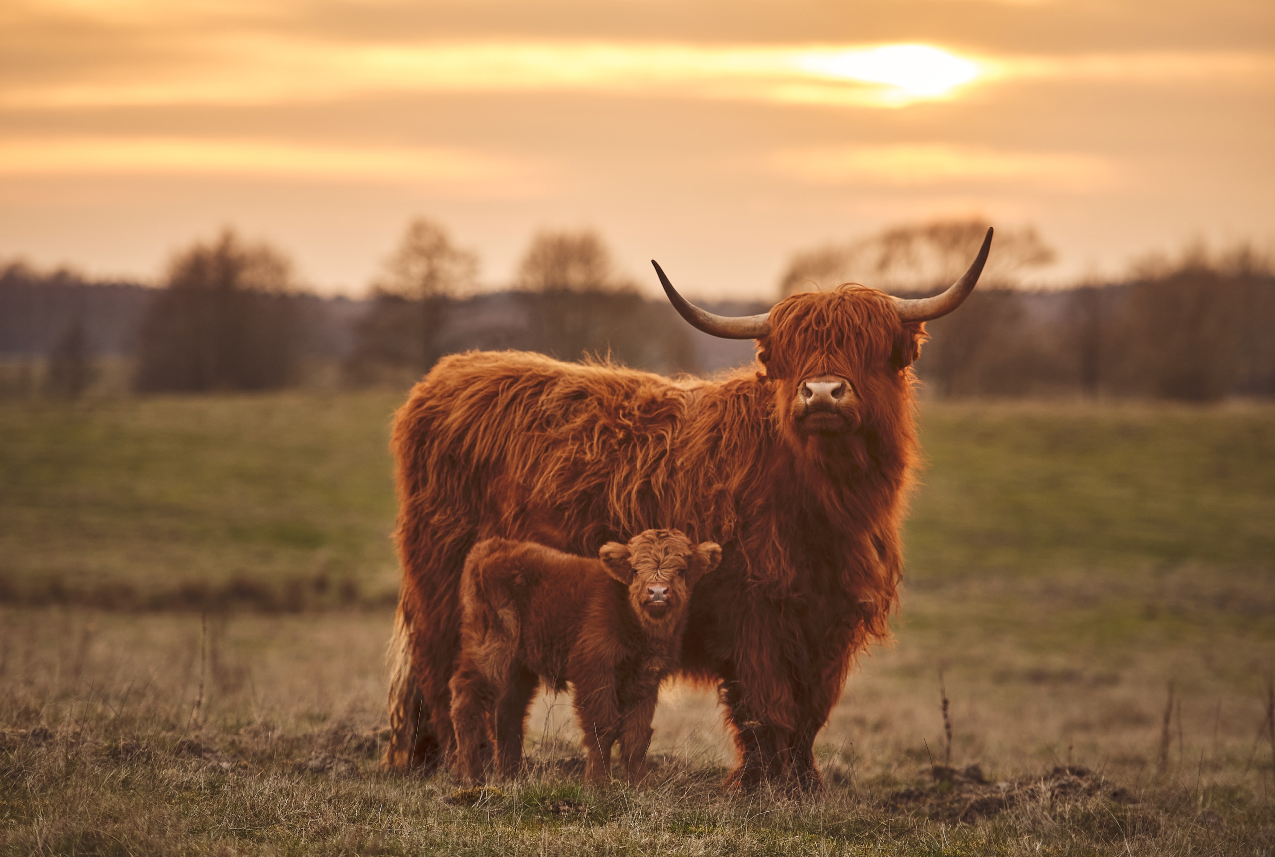All About the Highland Coo