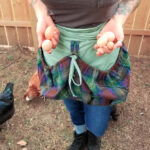 A woman holding eggs in a plaid Tartan Gathering Apron - Homespun Wool-Blend.