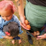 A little girl wearing a Tartan Gathering Apron - Homespun Wool-Blend, holding a chicken and eggs.