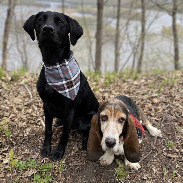 dog bandanas and pet products