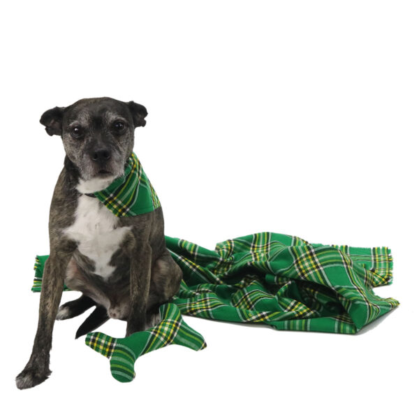A dog is sitting next to a green plaid blanket, wearing a Tartan Bandana Dog Collar - Wool Free.