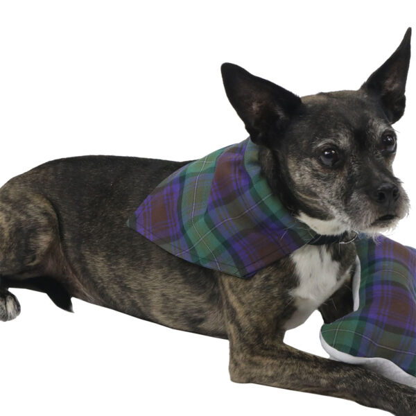 A dog sporting a Tartan Bandana Dog Collar - Wool Free.