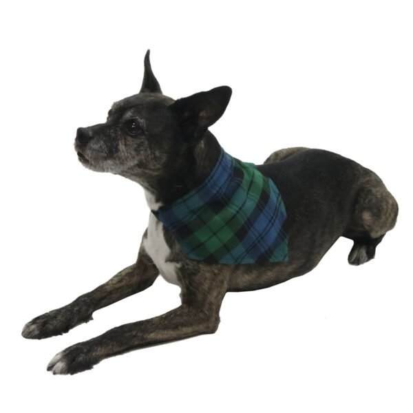 A dog wearing a Tartan Bandana Dog Collar - Wool Free.