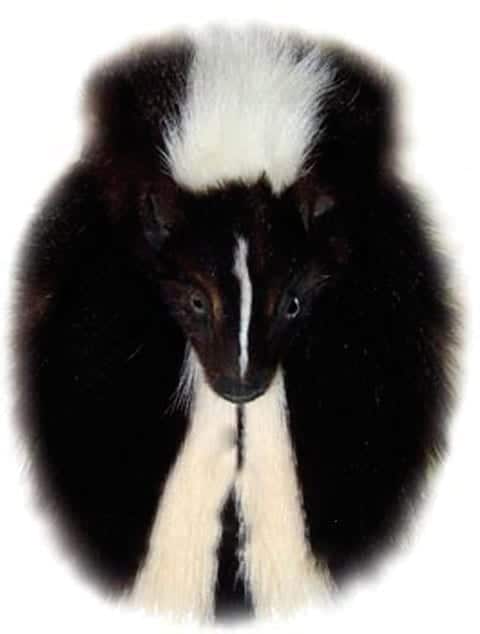 skunk sporran