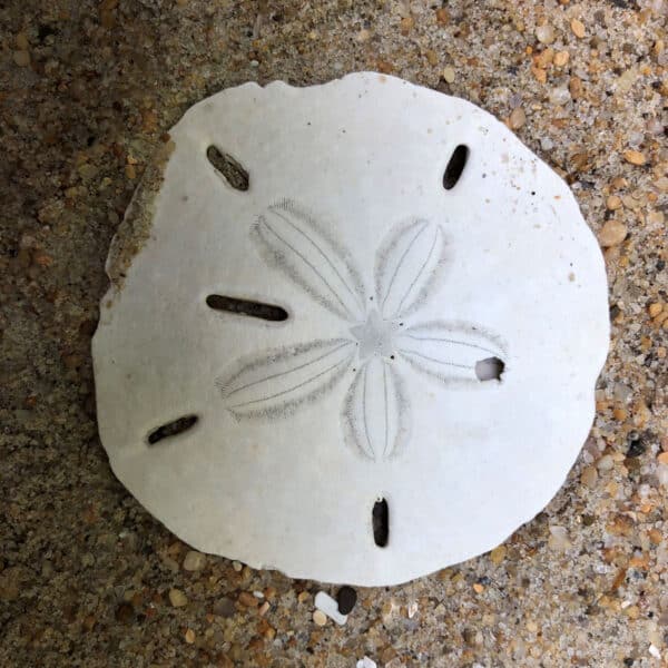 A white Sand Dollar Sterling Silver Ring resting on the sandy ground.